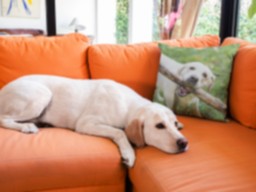 pillow-mockup-on-an-orange-sofa-near-a-labrador-dog-a14927 (3).png